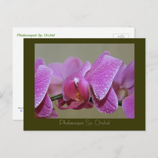 Phalaenopsis Sp. Orchidee Postkarte (Vorne/Hinten)