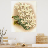 Phalaenopsis stuartiana Orchid Poster (Küche)