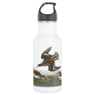 Phalarope mit rotem Hals von Audubon Trinkflasche