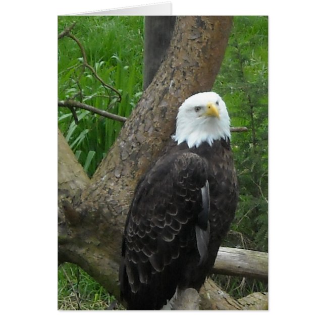 Phantastisch Bald Eagle (Vorne)
