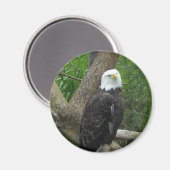 Phantastisch Bald Eagle Magnet (Vorderseite/Rückseite)
