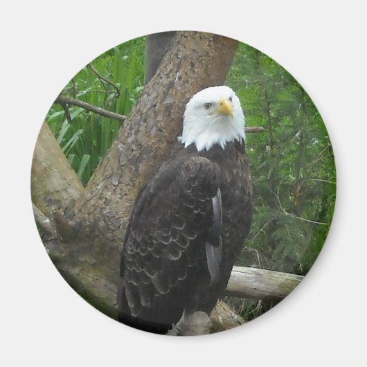 Phantastisch Bald Eagle Magnet (Vorne)