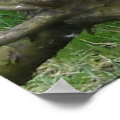 Phantastisch Bald Eagle Poster (Ecke)