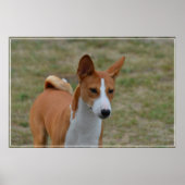 Phantastisch Basenji Dog Poster (Vorne)