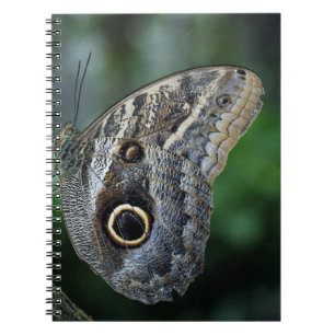 Phantastisch Caligo Eurilochus Butterfly Notizblock