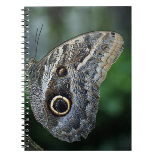 Phantastisch Caligo Eurilochus Butterfly Notizblock