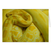 Phantastisch-Gelbe Burmese-Python (Vorderseite (Horizontal))