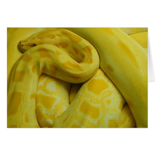 Phantastisch-Gelbe Burmese-Python (Vorderseite (Horizontal))