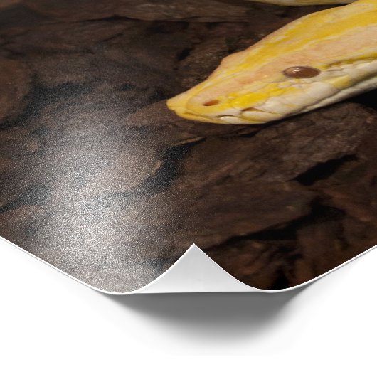 Phantastisch-Gelbe Burmese-Python Fotodruck (Ecke)