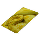 Phantastisch-Gelbe Burmese-Python Magnet (Linke Seite)