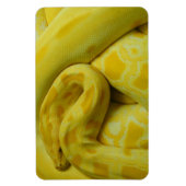 Phantastisch-Gelbe Burmese-Python Magnet (Vertikal)