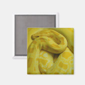 Phantastisch-Gelbe Burmese-Python Magnet (Vorderseite/Rückseite)