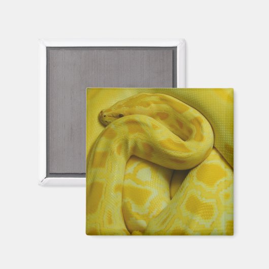 Phantastisch-Gelbe Burmese-Python Magnet (Vorderseite/Rückseite)