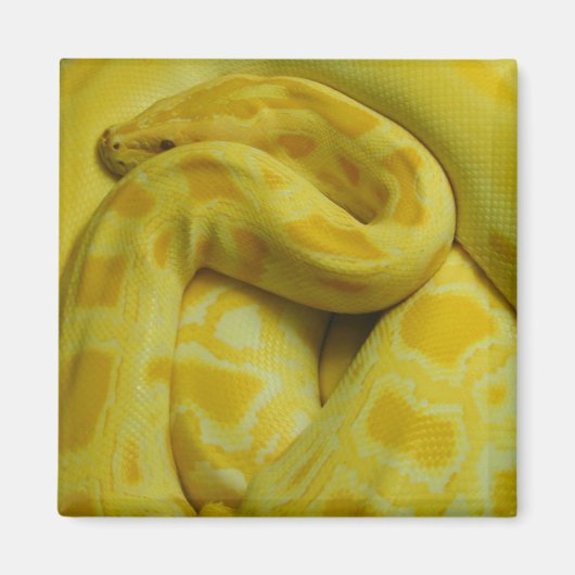 Phantastisch-Gelbe Burmese-Python Magnet (Vorne)