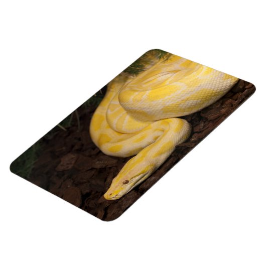 Phantastisch-Gelbe Burmese-Python Magnet (Linke Seite)