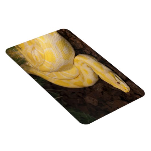 Phantastisch-Gelbe Burmese-Python Magnet (Rechte Seite)