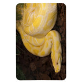 Phantastisch-Gelbe Burmese-Python Magnet (Vertikal)