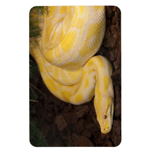 Phantastisch-Gelbe Burmese-Python Magnet (Vertikal)