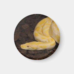 Phantastisch-Gelbe Burmese-Python Magnet