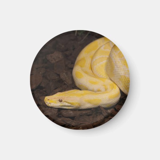 Phantastisch-Gelbe Burmese-Python Magnet (Vorne)