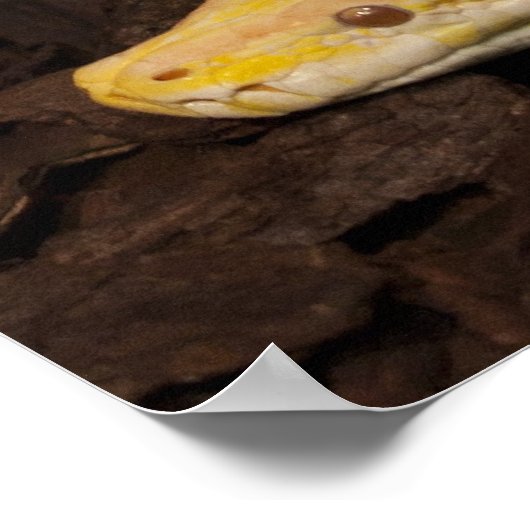 Phantastisch-Gelbe Burmese-Python Poster (Ecke)