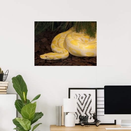 Phantastisch-Gelbe Burmese-Python Poster (Heimbüro)