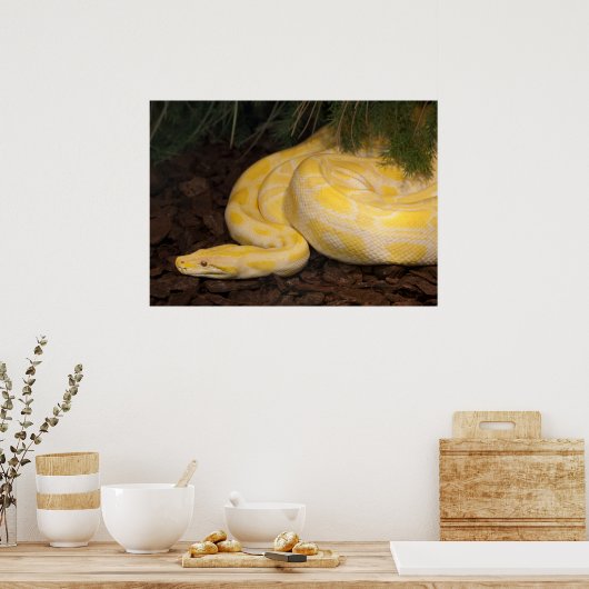 Phantastisch-Gelbe Burmese-Python Poster (Küche)