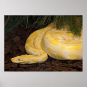 Phantastisch-Gelbe Burmese-Python Poster (Vorne)