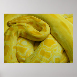 Phantastisch-Gelbe Burmese-Python Poster