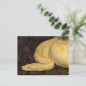 Phantastisch-Gelbe Burmese-Python Postkarte (Stehend Vorderseite)