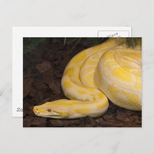 Phantastisch-Gelbe Burmese-Python Postkarte (Vorne/Hinten)