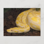 Phantastisch-Gelbe Burmese-Python Postkarte (Vorderseite)