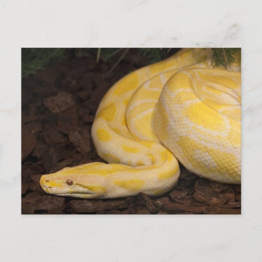 Phantastisch-Gelbe Burmese-Python Postkarte (Vorderseite)