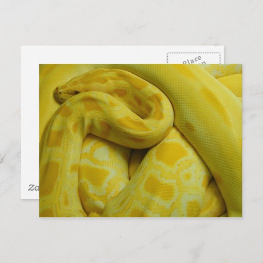 Phantastisch-Gelbe Burmese-Python Postkarte (Vorne/Hinten)