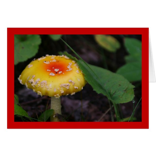 Phantastisch-gelbes Mushroom (Vorderseite (Horizontal))