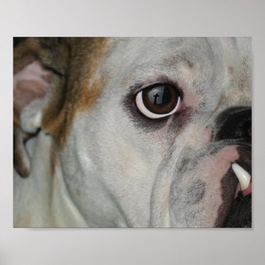 Phantastisch Grace Bulldog Cross Poster (Vorne)