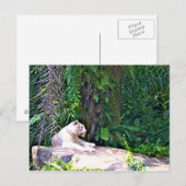 Phantastisch Great White Tiger Postkarte (Vorne/Hinten)