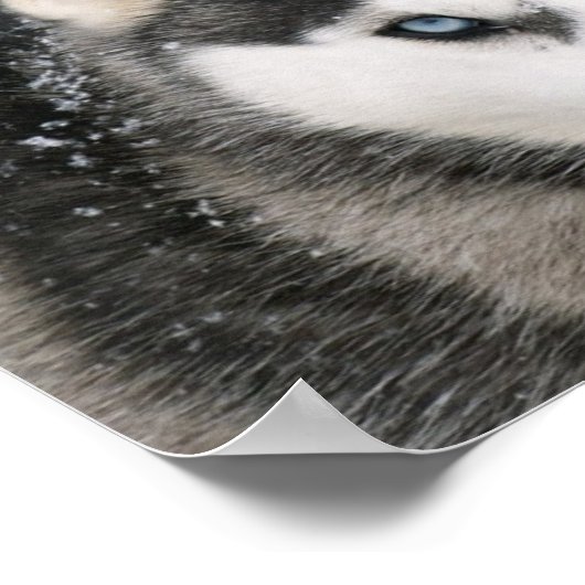 Phantastisch Husky Poster (Ecke)