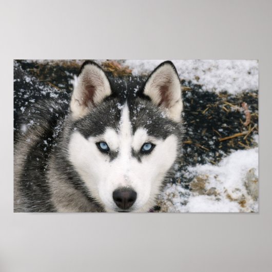 Phantastisch Husky Poster (Vorne)