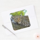 Phantastisch Leopard Quadratischer Aufkleber (Umschlag)