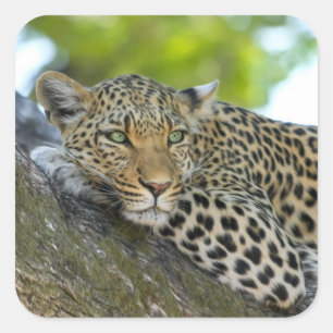 Phantastisch Leopard Quadratischer Aufkleber