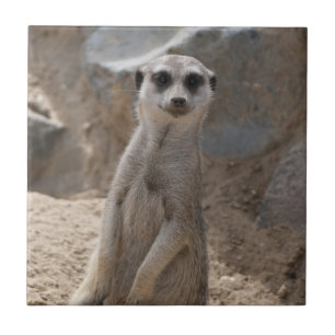 Phantastisch Meerkat Fliese