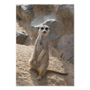 Phantastisch Meerkat Fotodruck