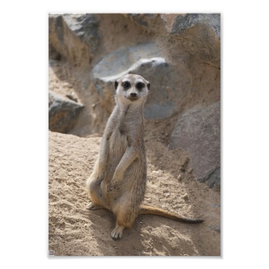 Phantastisch Meerkat Fotodruck (Vorne)