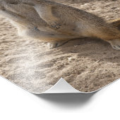 Phantastisch Meerkat Fotodruck (Ecke)