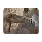 Phantastisch Meerkat Magnet (Horizontal)