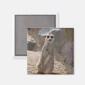 Phantastisch Meerkat Magnet (Vorderseite/Rückseite)