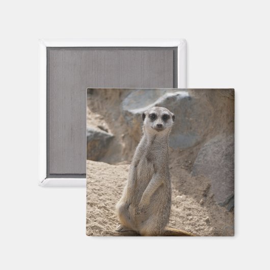 Phantastisch Meerkat Magnet (Vorderseite/Rückseite)
