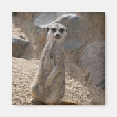 Phantastisch Meerkat Magnet (Vorne)