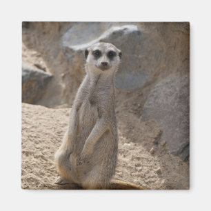 Phantastisch Meerkat Magnet